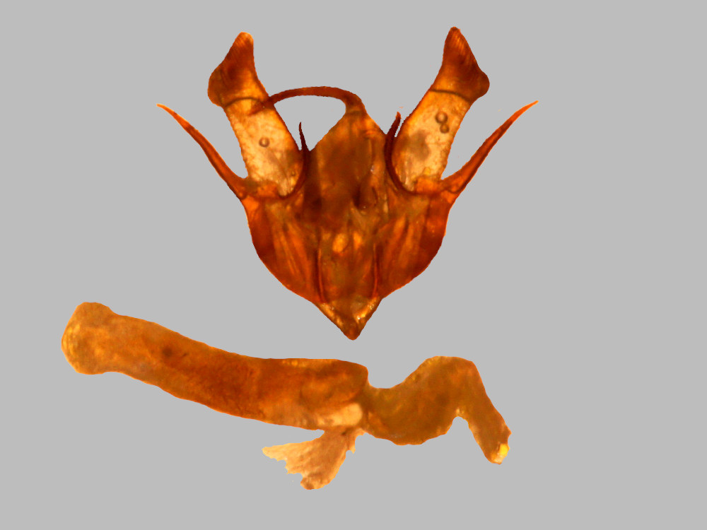 Bild Nr.10275 zum Vergrößern klicken Bild Nr.10275