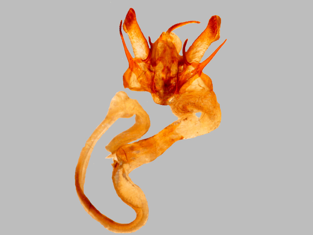 Bild Nr.10275 zum Vergrößern klicken Bild Nr.10275