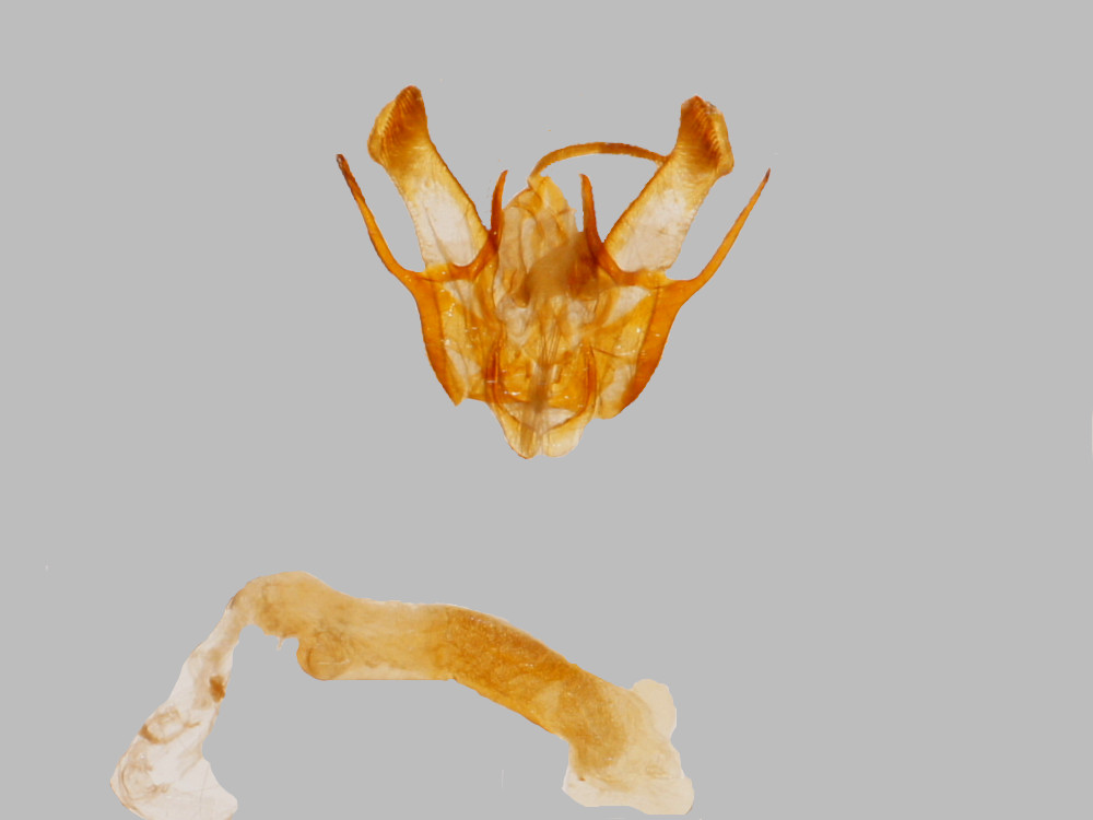 Bild Nr.10275 zum Vergrößern klicken Bild Nr.10275