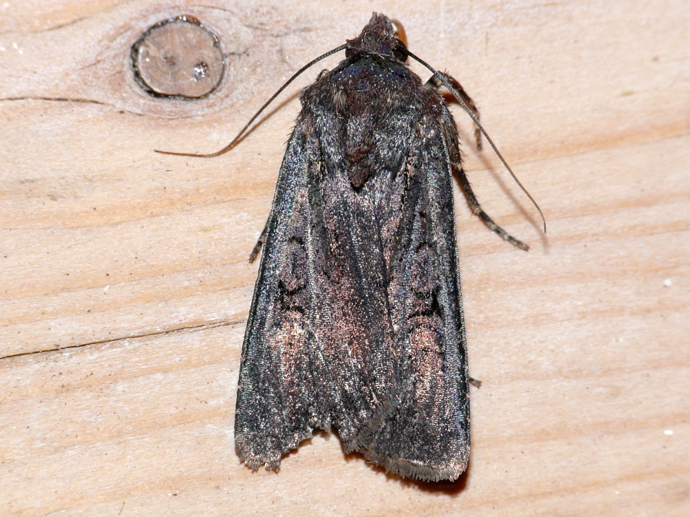 Bild Nr.10275 zum Vergrößern klicken Bild Nr.10275