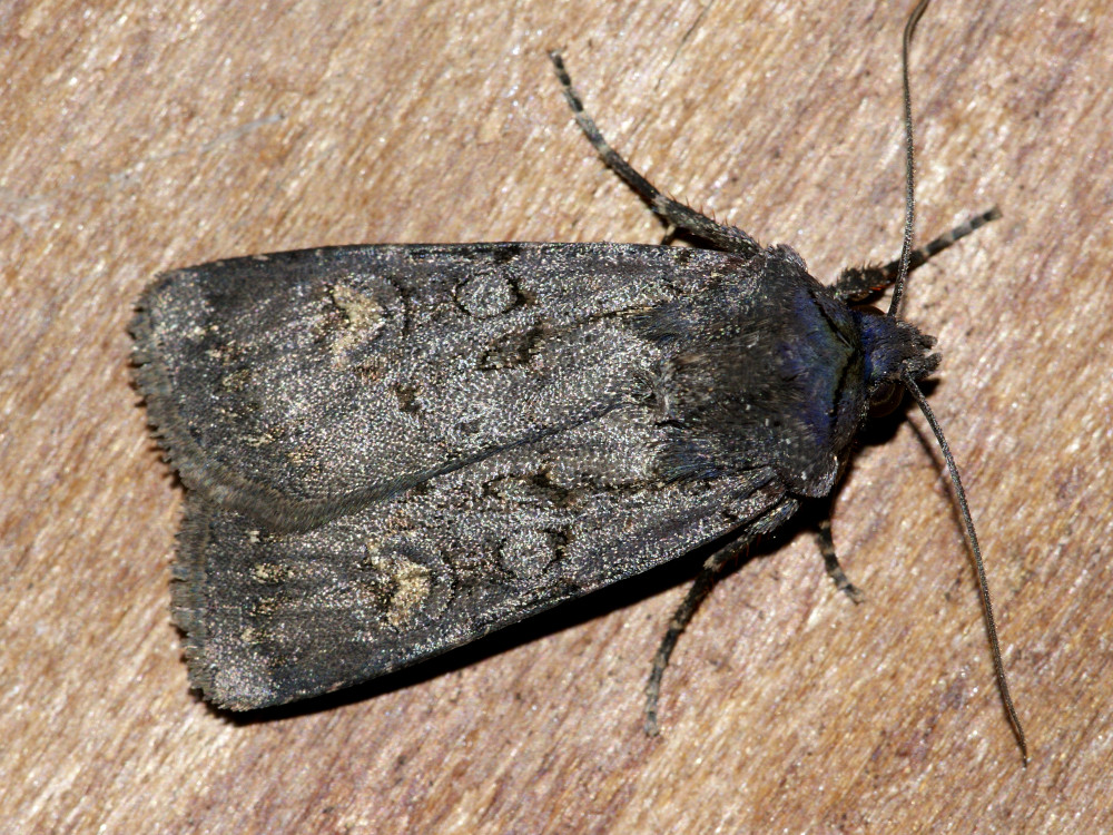 Bild Nr.10275 zum Vergrößern klicken Bild Nr.10275