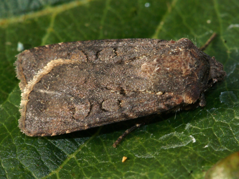 Bild Nr.10275 zum Vergrößern klicken Bild Nr.10275