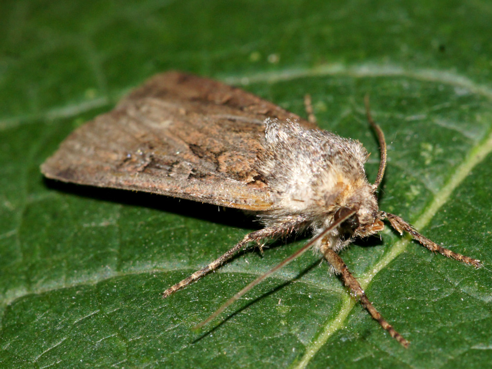 Bild Nr.10275 zum Vergrößern klicken Bild Nr.10275