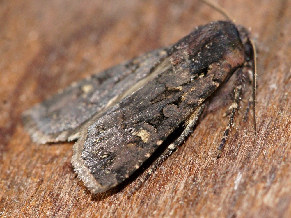 Bild Nr.10275 zum Vergrößern klicken Bild Nr.10275