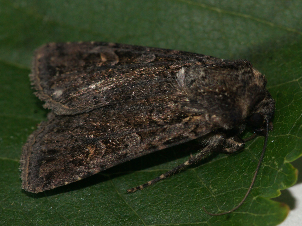 Bild Nr.10275 zum Vergrößern klicken Bild Nr.10275