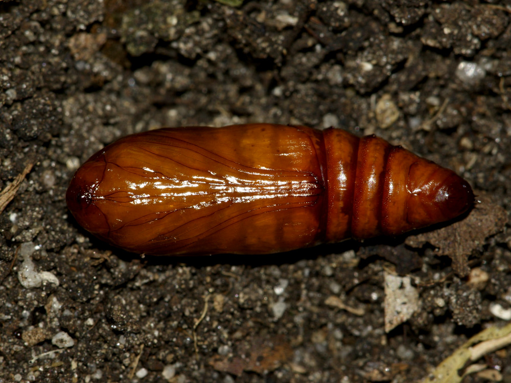 Bild Nr.10275 zum Vergrößern klicken Bild Nr.10275