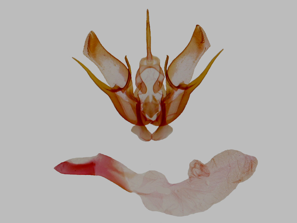 Bild Nr.10280a zum Vergrößern klicken Bild Nr.10280a