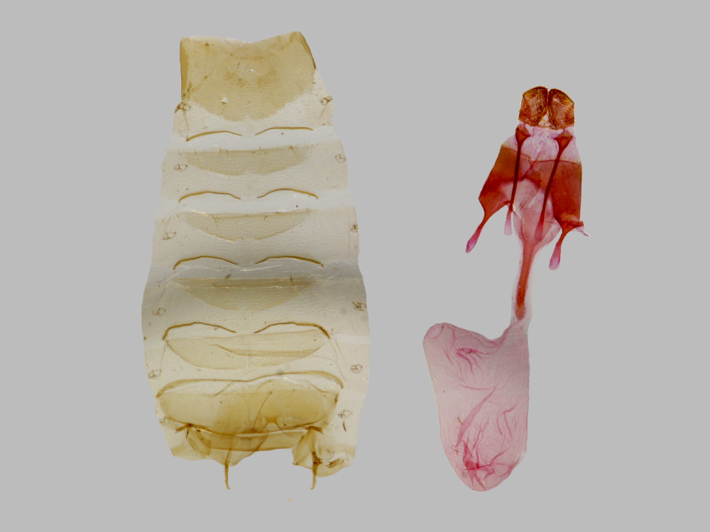 Bild Nr.10280a zum Vergrößern klicken Bild Nr.10280a