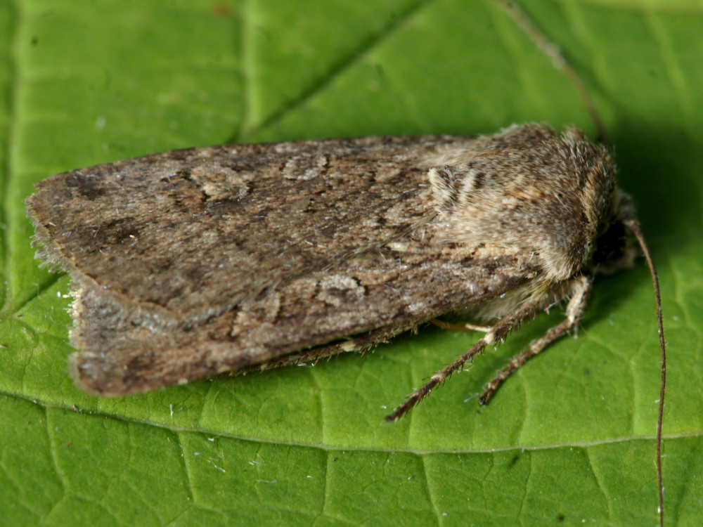 Bild Nr.10280a zum Vergrößern klicken Bild Nr.10280a