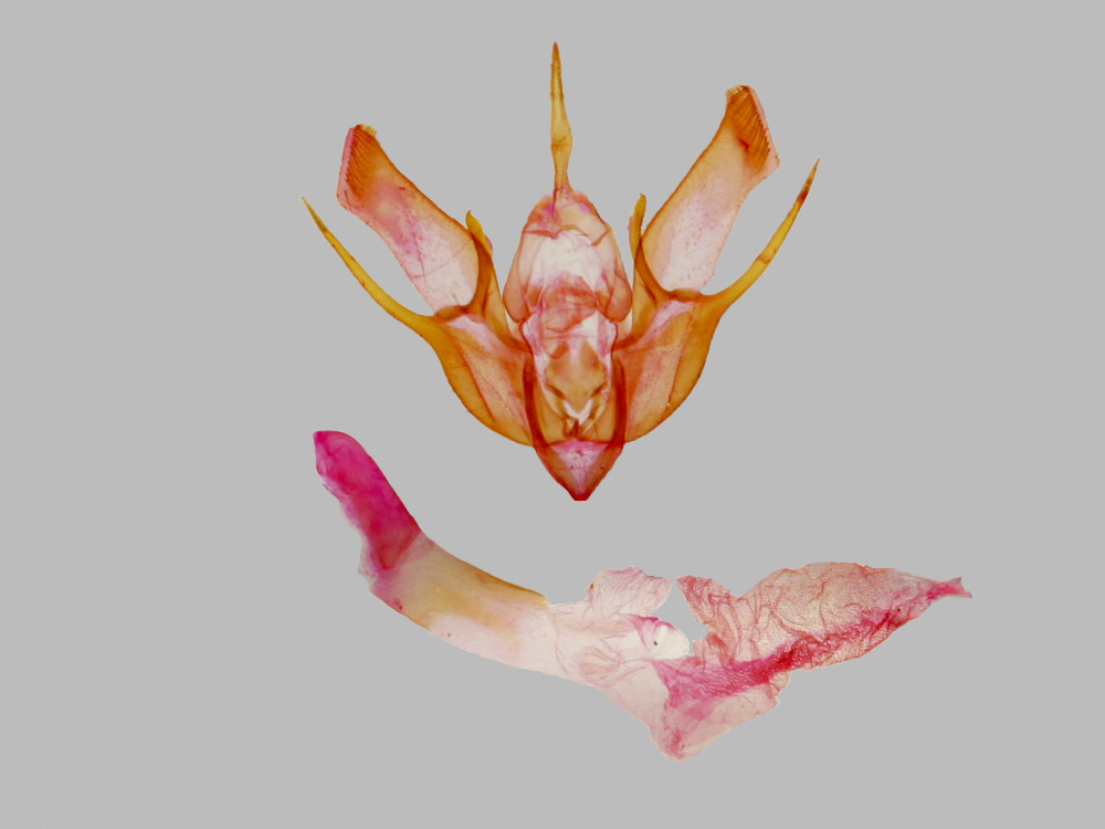 Bild Nr.10282 zum Vergrößern klicken Bild Nr.10282