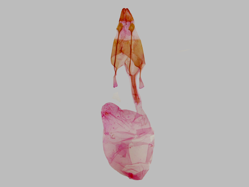 Bild Nr.10282 zum Vergrößern klicken Bild Nr.10282