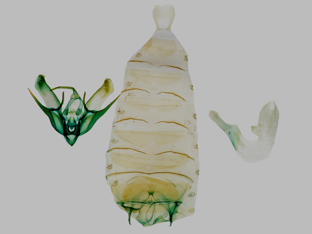 Bild Nr.10282 zum Vergrößern klicken Bild Nr.10282