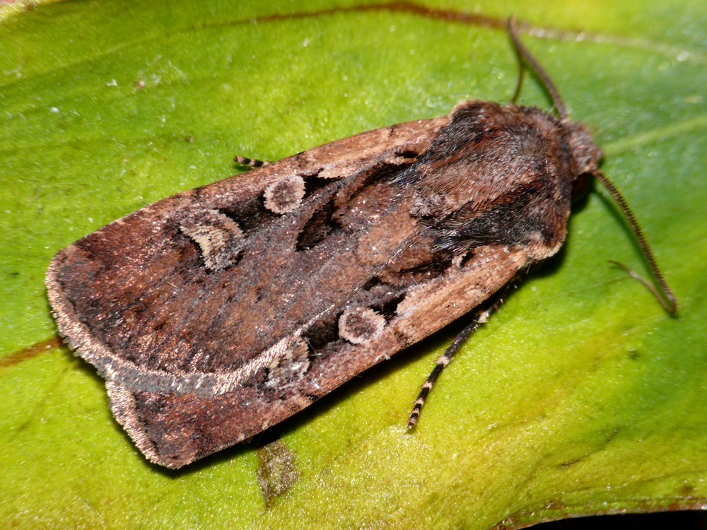 Bild Nr.10282 zum Vergrößern klicken Bild Nr.10282