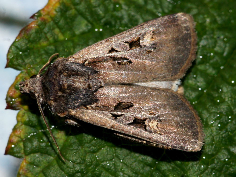 Bild Nr.10282 zum Vergrößern klicken Bild Nr.10282