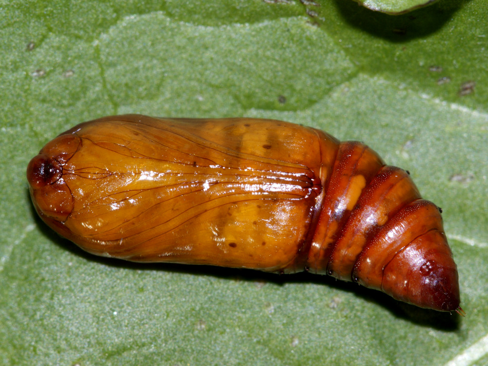 Bild Nr.10282 zum Vergrößern klicken Bild Nr.10282