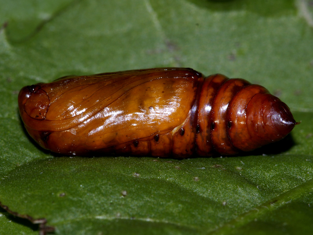 Bild Nr.10282 zum Vergrößern klicken Bild Nr.10282