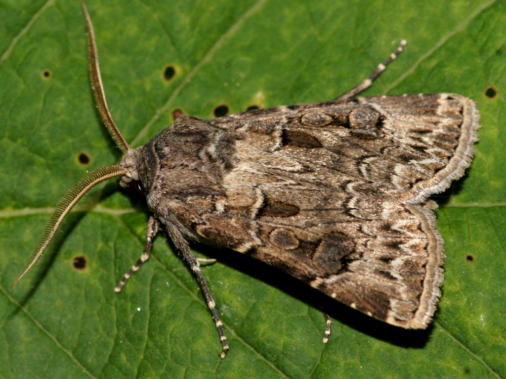 Bild Nr.10336 zum Vergrößern klicken Bild Nr.10336