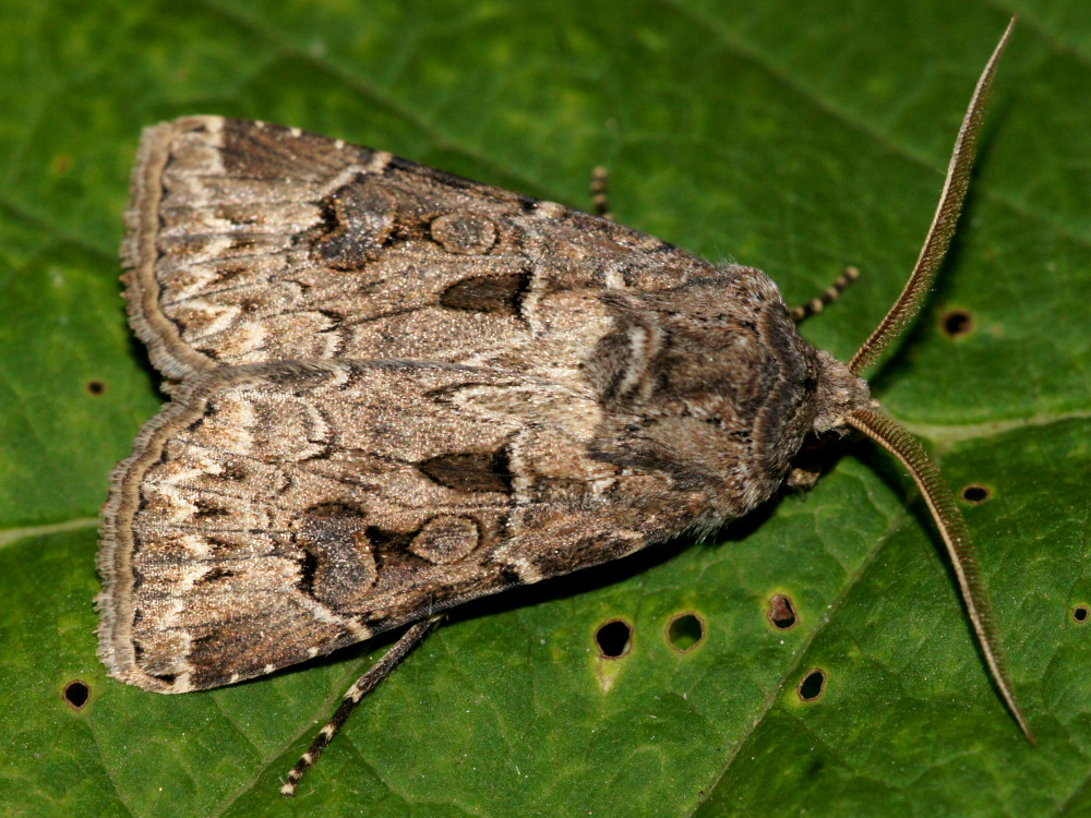 Bild Nr.10336 zum Vergrößern klicken Bild Nr.10336