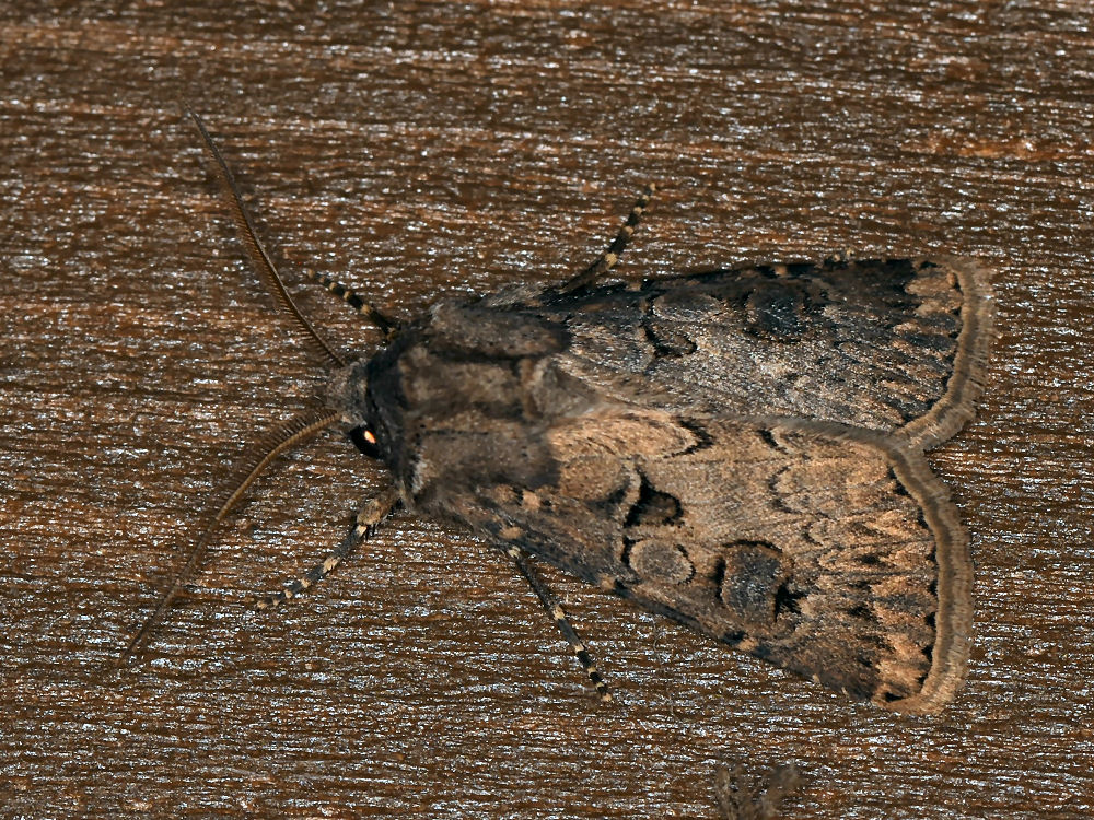 Bild Nr.10336 zum Vergrößern klicken Bild Nr.10336