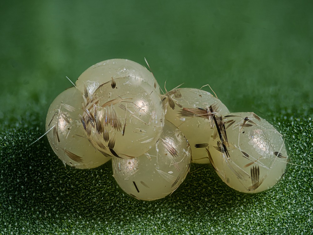 Bild Nr.10336 zum Vergrößern klicken Bild Nr.10336