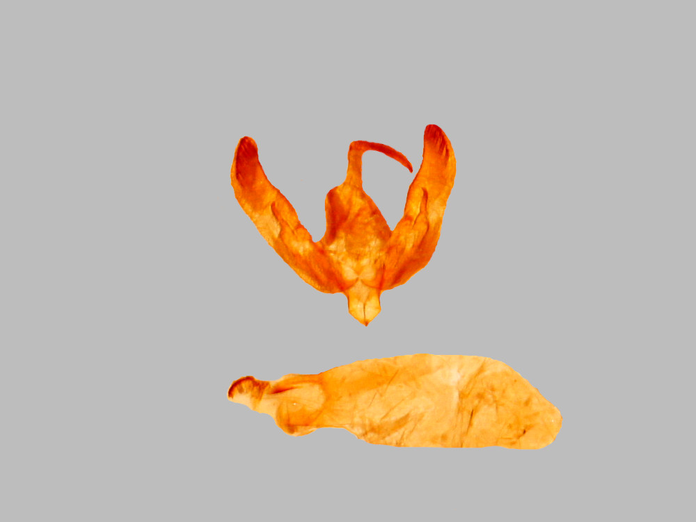 Bild Nr.10343 zum Vergrößern klicken Bild Nr.10343