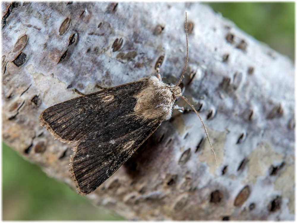 Bild Nr.10343 zum Vergrößern klicken Bild Nr.10343