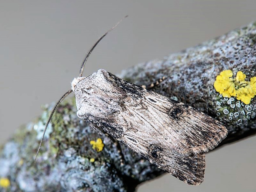 Bild Nr.10343 zum Vergrößern klicken Bild Nr.10343