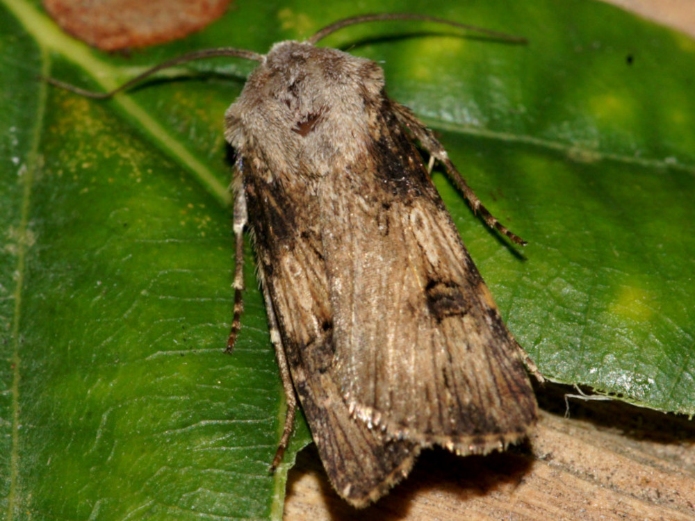 Bild Nr.10343 zum Vergrößern klicken Bild Nr.10343