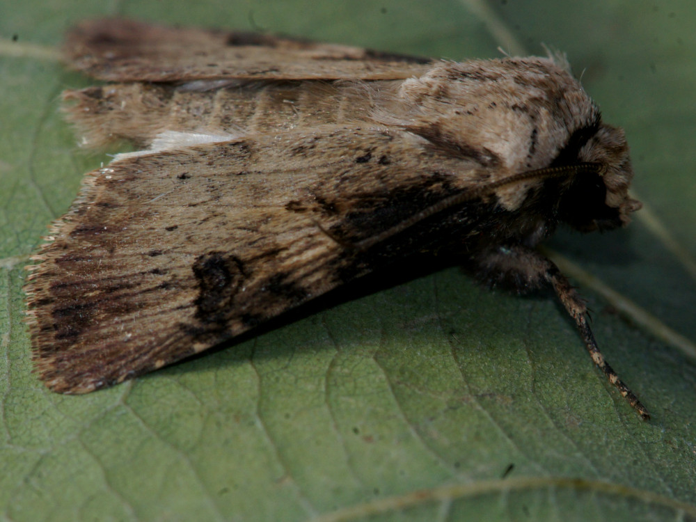 Bild Nr.10343 zum Vergrößern klicken Bild Nr.10343