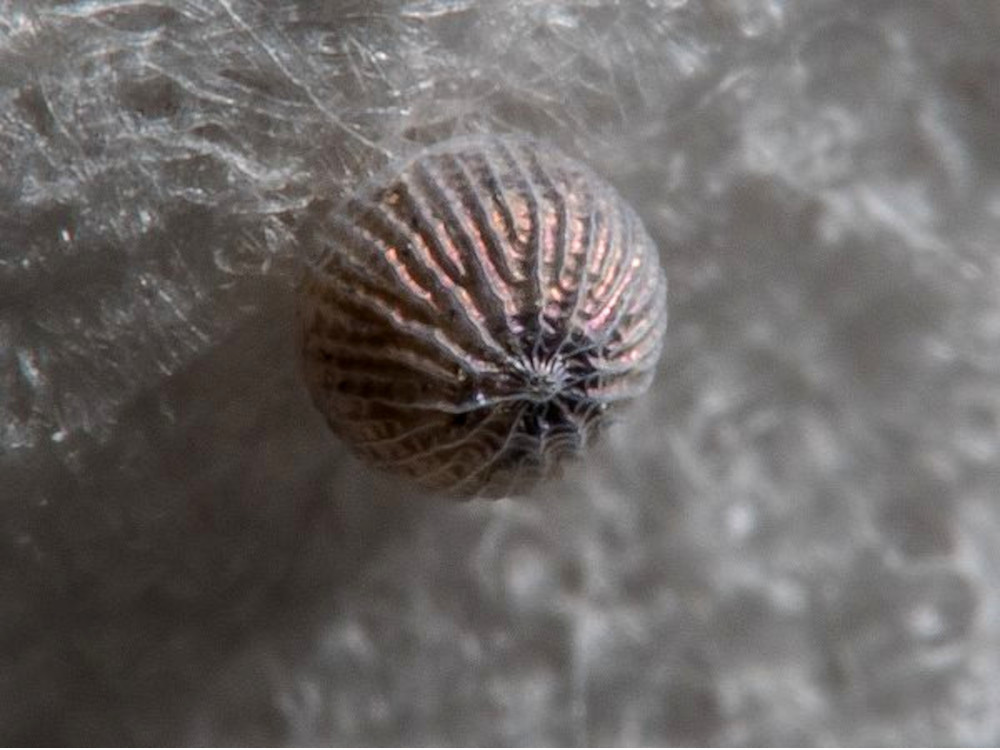 Bild Nr.10343 zum Vergrößern klicken Bild Nr.10343