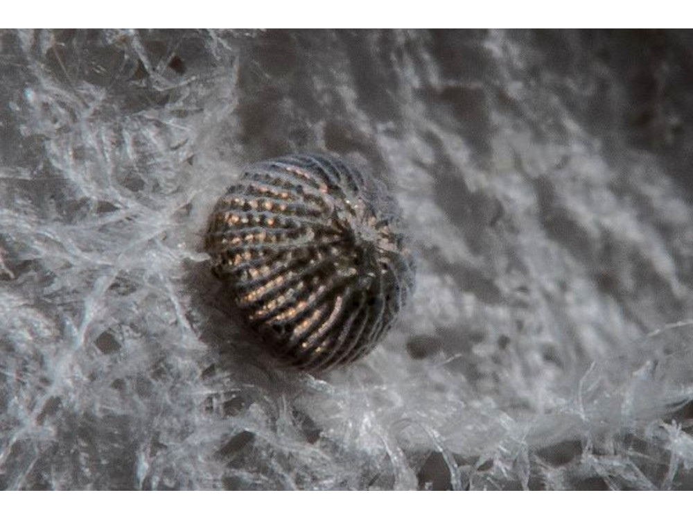 Bild Nr.10343 zum Vergrößern klicken Bild Nr.10343