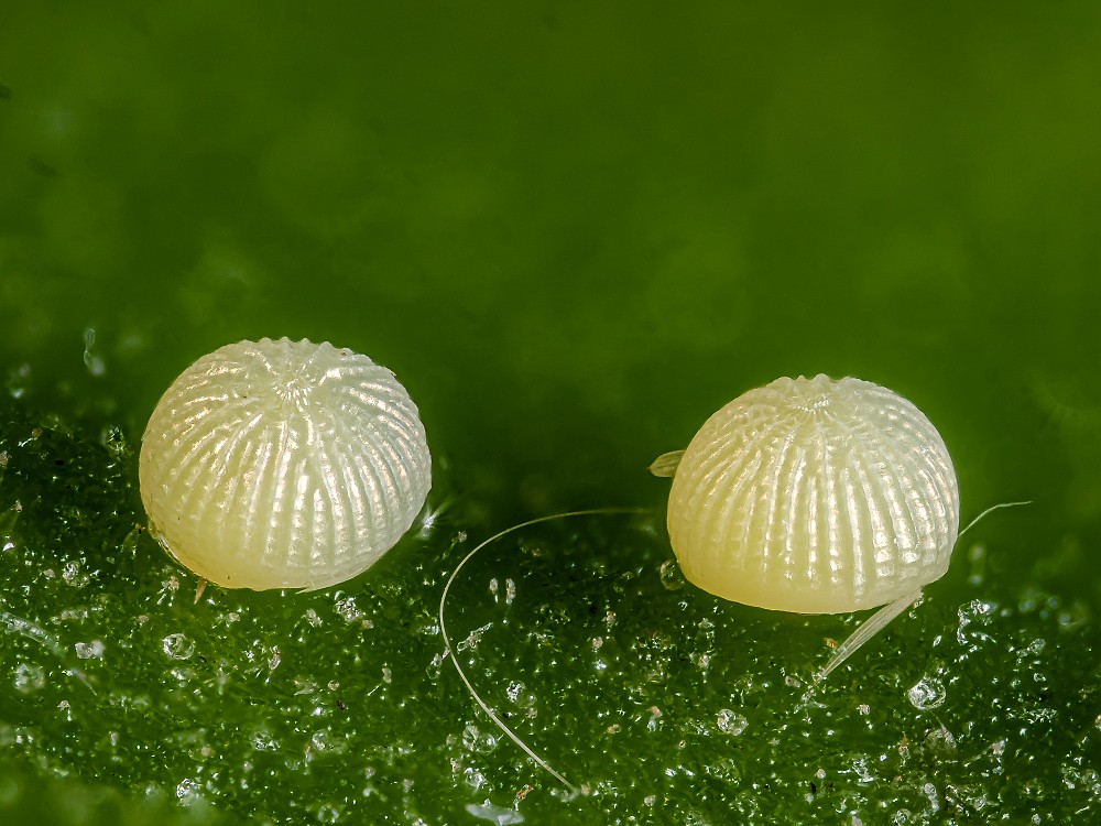 Bild Nr.10343 zum Vergrößern klicken Bild Nr.10343