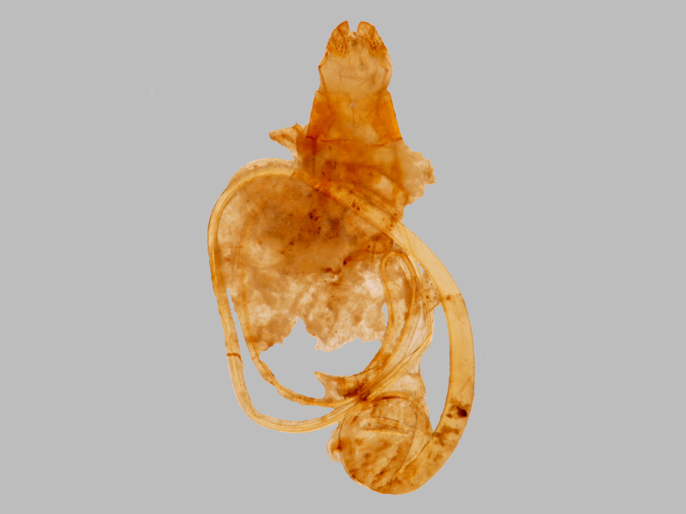 Bild Nr.10346 zum Vergrößern klicken Bild Nr.10346