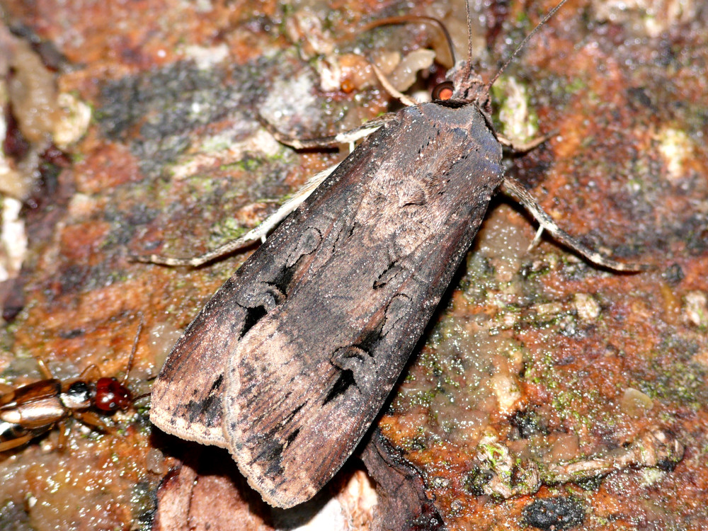 Bild Nr.10346 zum Vergrößern klicken Bild Nr.10346