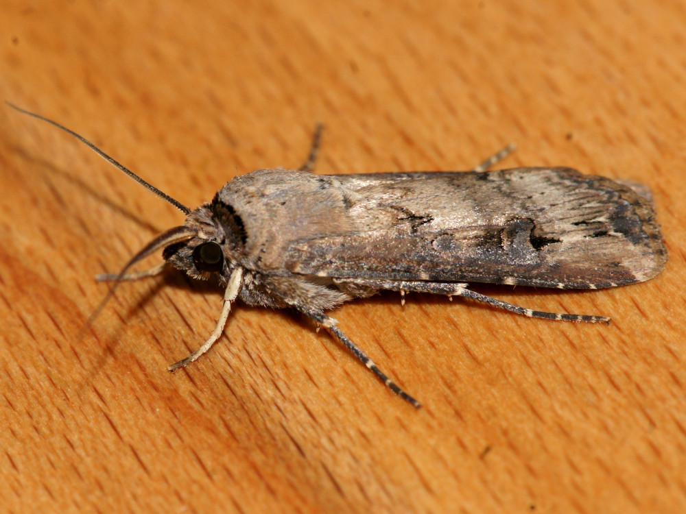 Bild Nr.10346 zum Vergrößern klicken Bild Nr.10346