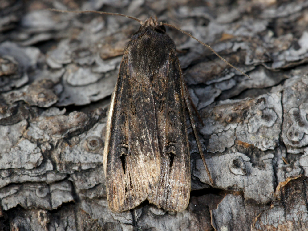 Bild Nr.10346 zum Vergrößern klicken Bild Nr.10346