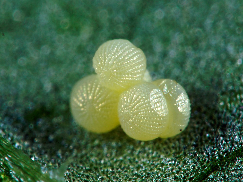 Bild Nr.10346 zum Vergrößern klicken Bild Nr.10346