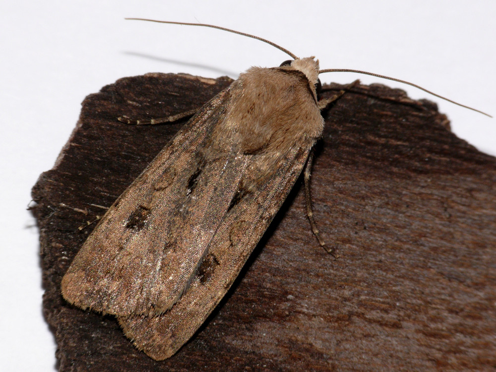 Bild Nr.10348 zum Vergrößern klicken Bild Nr.10348