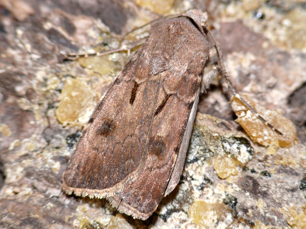 Bild Nr.10348 zum Vergrößern klicken Bild Nr.10348