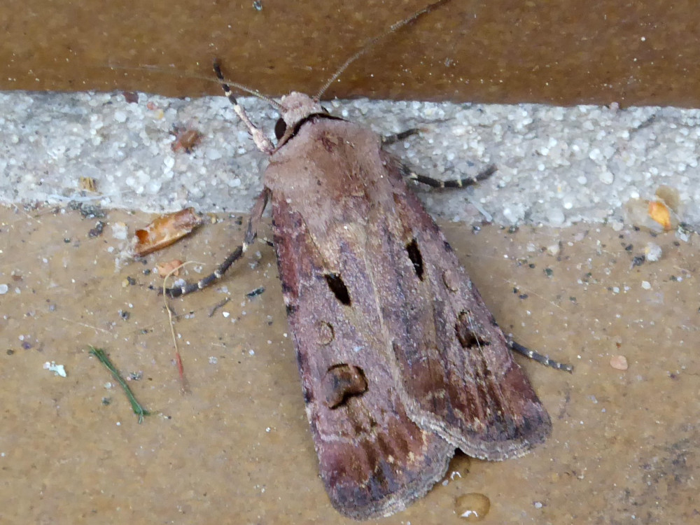 Bild Nr.10348 zum Vergrößern klicken Bild Nr.10348