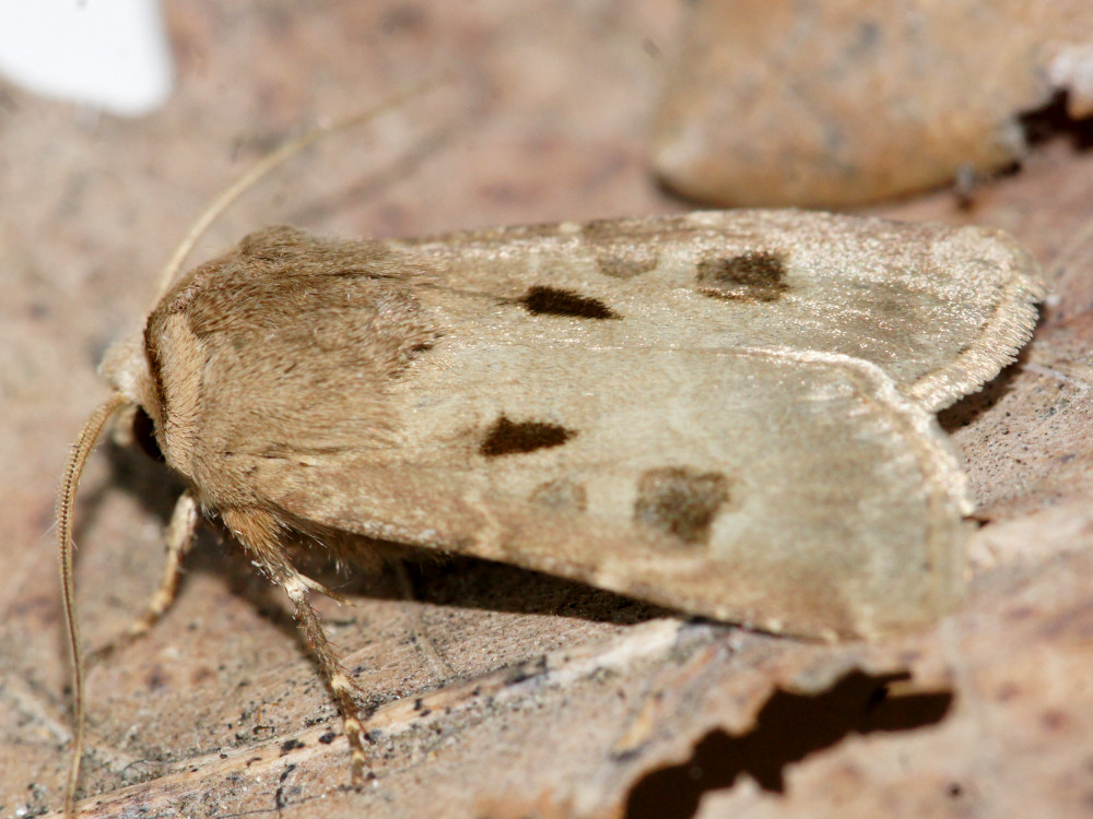 Bild Nr.10348 zum Vergrößern klicken Bild Nr.10348