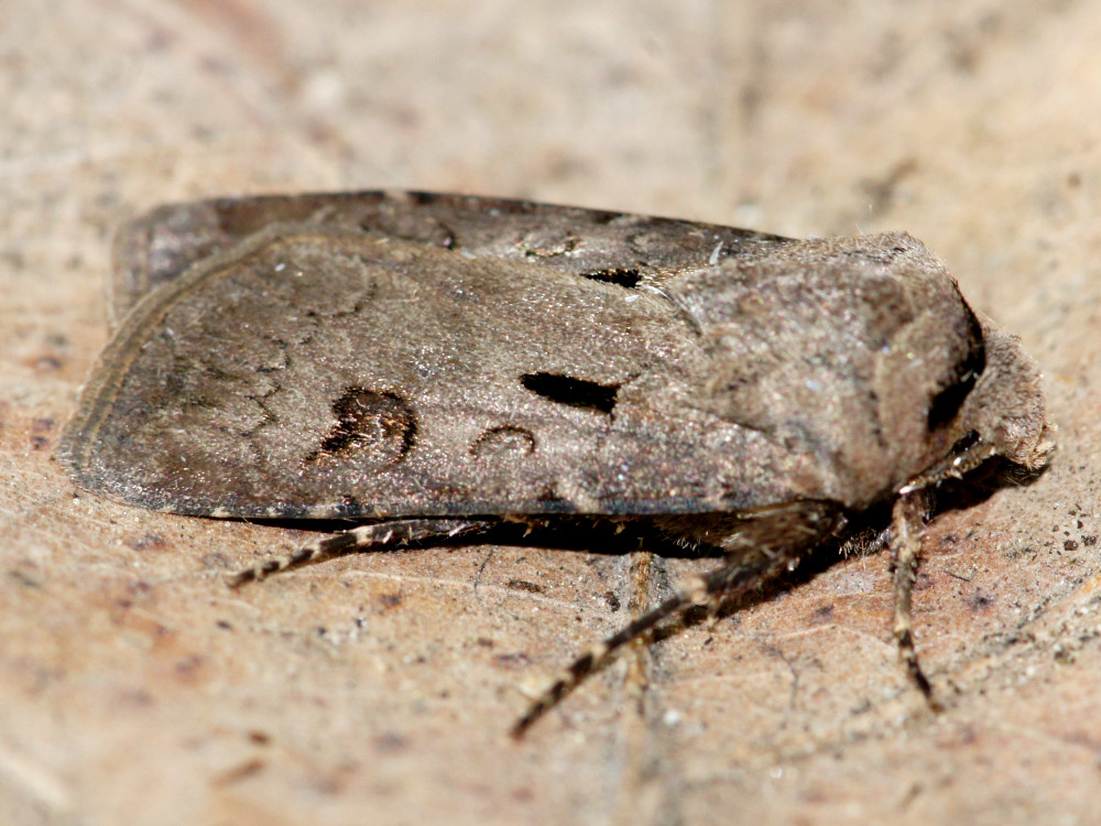 Bild Nr.10348 zum Vergrößern klicken Bild Nr.10348