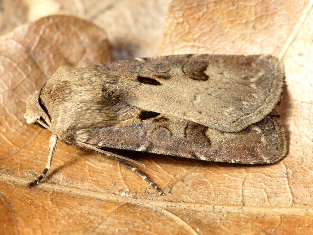 Bild Nr.10348 zum Vergrößern klicken Bild Nr.10348