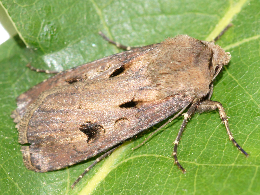 Bild Nr.10348 zum Vergrößern klicken Bild Nr.10348