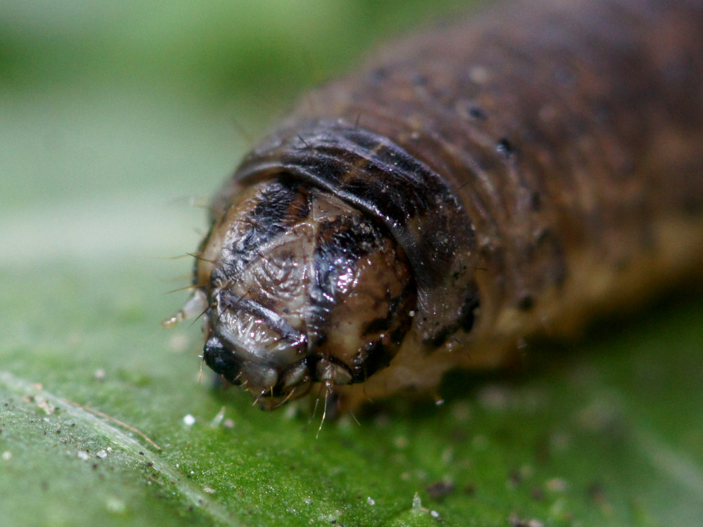 Bild Nr.10348 zum Vergrößern klicken Bild Nr.10348