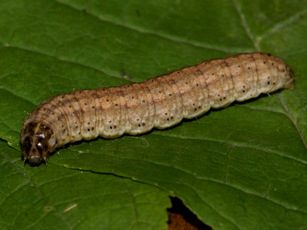 Bild Nr.10348 zum Vergrößern klicken Bild Nr.10348