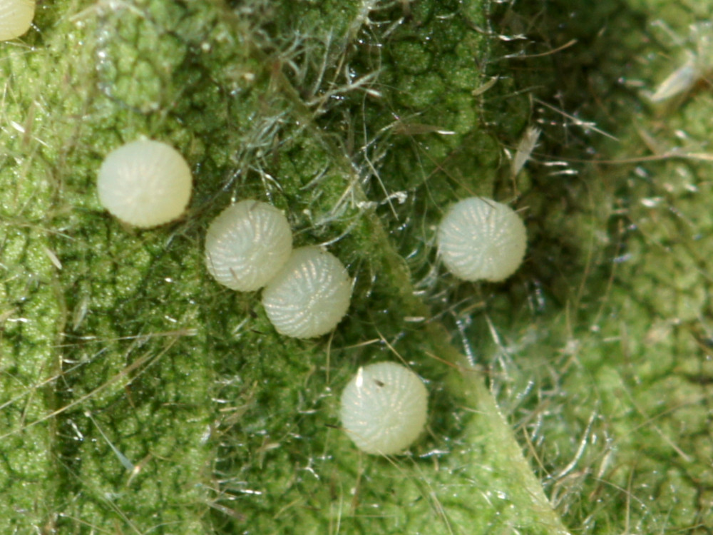 Bild Nr.10348 zum Vergrößern klicken Bild Nr.10348