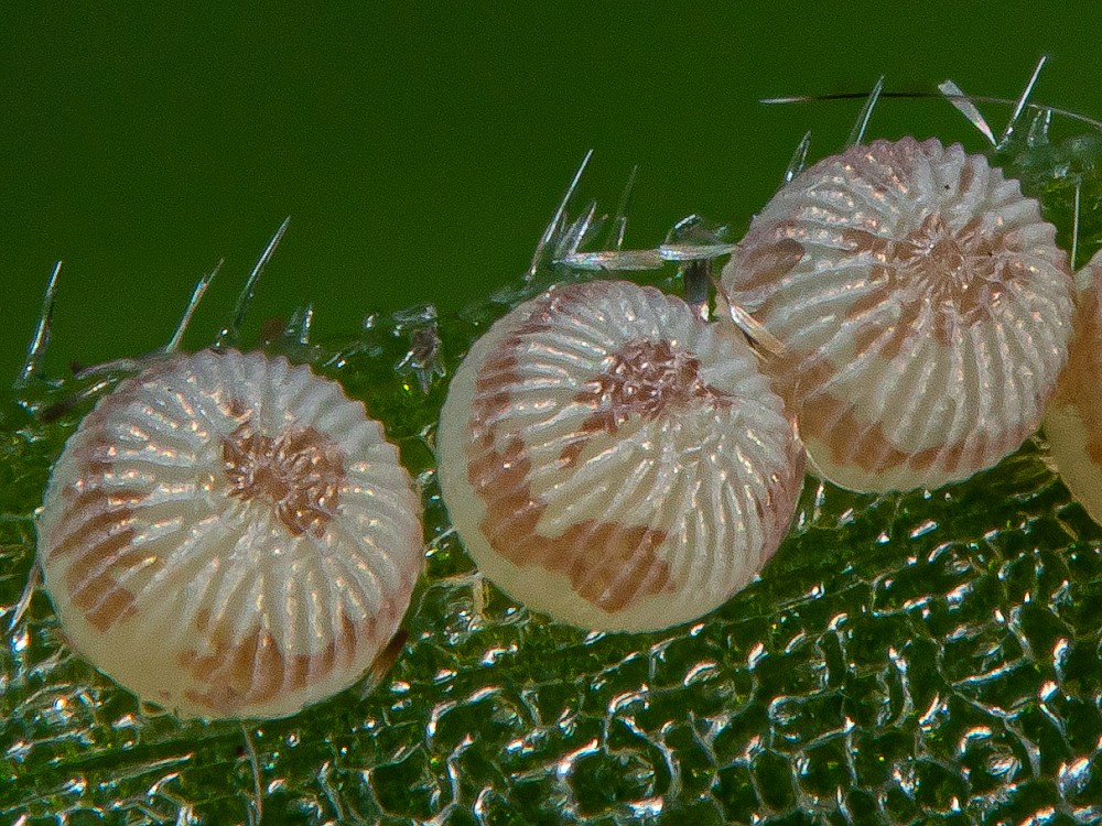 Bild Nr.10348 zum Vergrößern klicken Bild Nr.10348