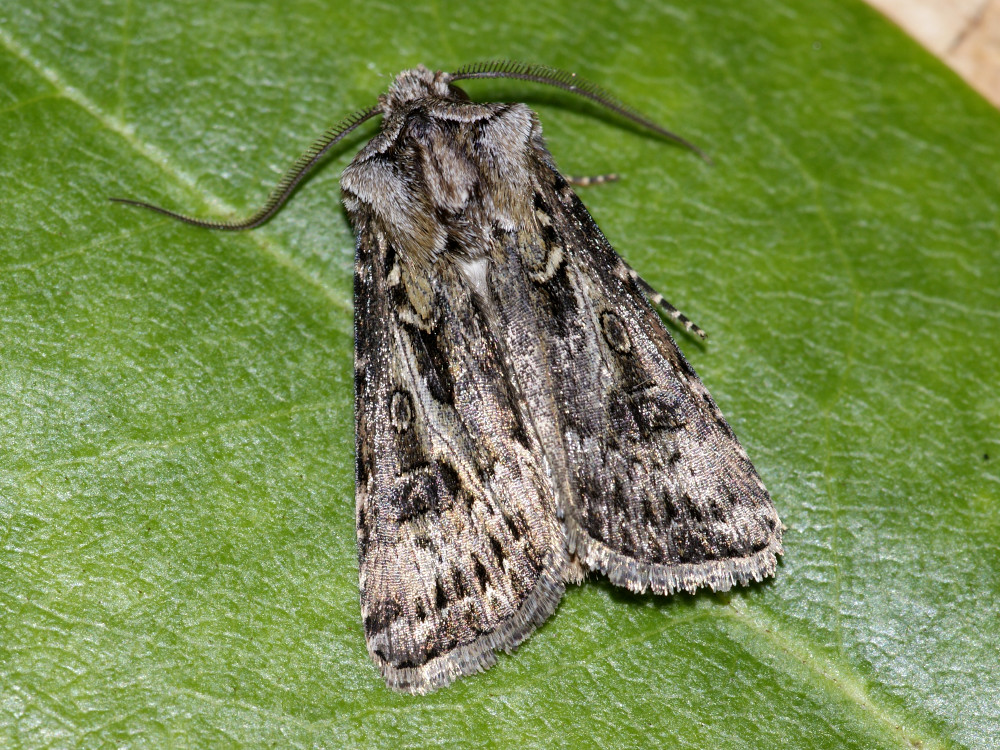 Bild Nr.10356 zum Vergrößern klicken Bild Nr.10356