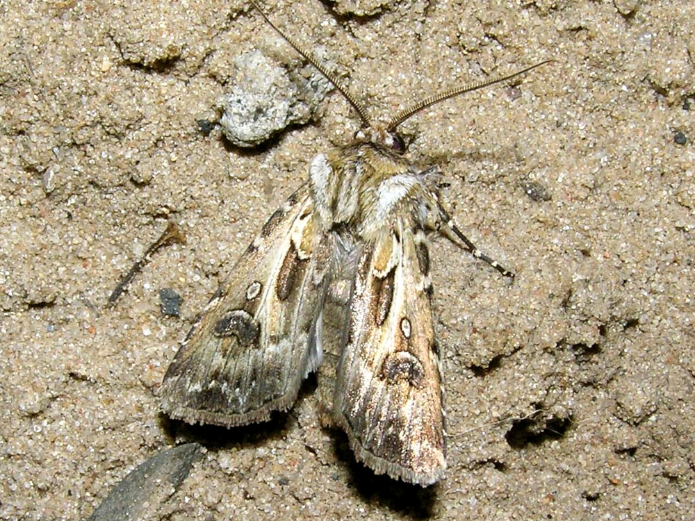 Bild Nr.10356 zum Vergrößern klicken Bild Nr.10356